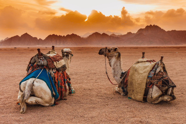 Ladja s steklenim dnom